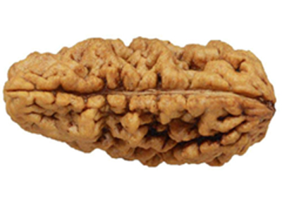 Ek (One) Mukhi Rudraksha