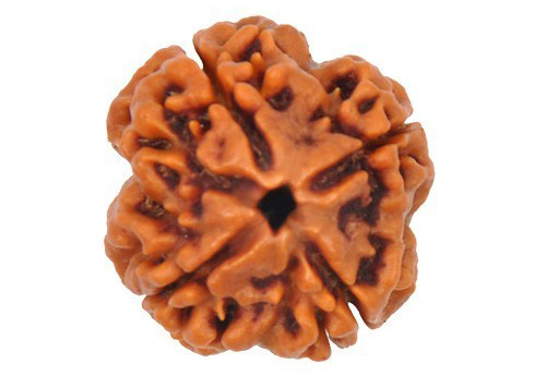 4 Mukhi Rudraksha